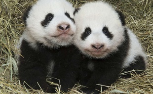 Les pandas jumeaux du zoo de Vienne (Autriche) le 27 octobre 2016.