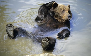 L'ours brun de souche slovène est le plus adapté au milieu pyrénéen, selon les études menées en amont des réintroductions.