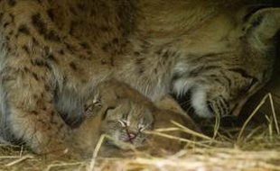 Deux chatons de lynx viennent de naître au parc animalier de Sainte-Croix. Une première depuis 2010.