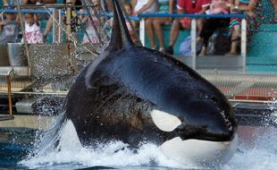 Un sixième bébé orque est né en captivité à "Marineland", a annoncé mardi la direction du parc marin d'Antibes.