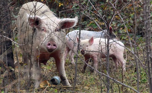 Des cochons, illustration