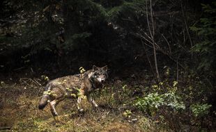 Un loup (illustration).