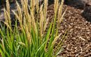 Ne ratez pas le bon moment : pourquoi il faut tailler vos graminées en août pour un jardin sec et élégant tout l’automne