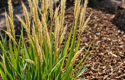 Ne ratez pas le bon moment : pourquoi il faut tailler vos graminées en août pour un jardin sec et élégant tout l’automne
