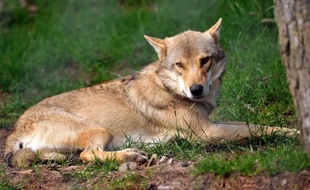 Quelque 70 agriculteurs du Causse Méjean ont créé mardi à Mas-de-Val (Lozère) un collectif contre le loup demandant à l'administration des "mesures d'urgence radicale" afin d'éradiquer un animal, qui selon eux, met en péril leur exploitation, ont-ils indiqué lors d'une conférence de presse.