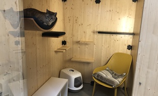 L'hôtel pour félins Georges Cat à Vertou, près de Nantes