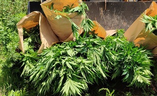 Jeudi, 141 pieds de cannabis ont été découverts et détruits
