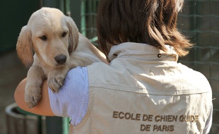 Illustration de travail effectué par les ecoles de chiens guides affiliées a la Federation Francaise des Associations de chiens guides d'aveugles (FFAC).
