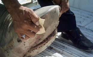 S'il peut inspirer la terreur parmi les baigneurs, le requin atterrit plus souvent à son tour dans les assiettes, sous forme de "fish and chips" ou de saumonette, à tel point que son sort préoccupe aujourd'hui les défenseurs de l'environnement.