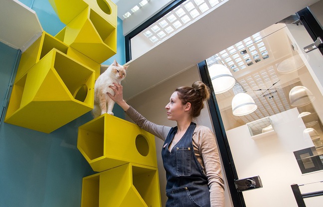 The Aristide cat hotel is located in Paris