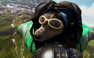Le chien Whisper réalise un saut avec son maître, Dean Potter, sur une vidéo postée le 27 mai 2014.