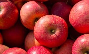 Illustration pommes.