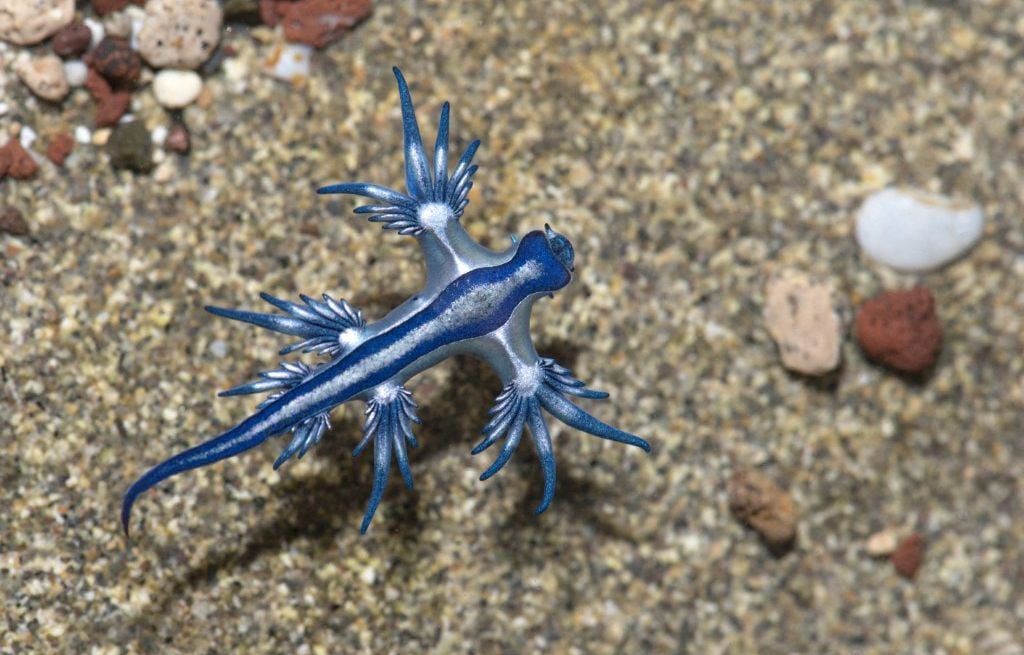 Espagne : C'est quoi ce dragon bleu qui a contraint à la fermeture de plusieurs plages ?