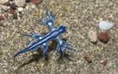Qu'est-ce que ce dragon bleu qui fait fermer des plages en Espagne ?
