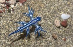 C’est quoi ce dragon bleu qui fait fermer des plages en Espagne ?