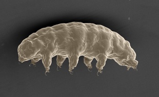 Le tardigrade, animal microscopique connu pour sa résistance