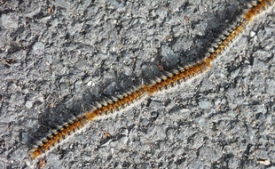 Les chenilles processionnairesdescendent à la la queue leu leu.
