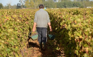 Un saisonnier participe aux vendanges dans le vignoble du Chateau Doisy Daene à Barsac, près de Bordeaux, le 22 octobre 2014