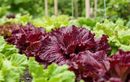 Comment arroser vos laitues et salades sans gaspiller d’eau : la méthode ancestrale à adopter cet été pour des récoltes abondantes malgré la canicule