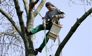 Des abris pour accueillir les chauves-souris, dans le Parc de la Maourine, Toulouse, afin de lutter contre la chenille processionnaire du pin.