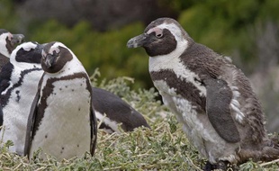 Des manchots du Cap, en Afrique du Sud.