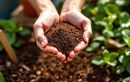 Ce reste qu’on jette tous parfume, protège et nourrit vos plantes cet été : testez ce rituel inattendu pour un jardin flamboyant sans dépenser un centime