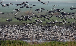 Des oiseaux migrateurs le 24 février 2009 dans le nord d'Israël