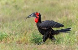 Le bucorve du Sud, un grand oiseau africain