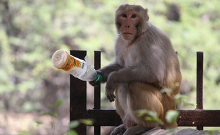 Illustration d'un singe macaque