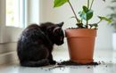 Votre chat grignote la terre des pots ? Ce geste anodin peut révéler un manque important
