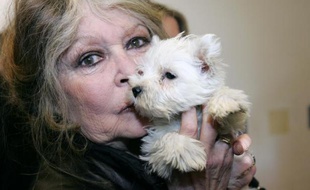 Brigitte Bardot pose, le 28 décembre 2005 à Nice, avec des chiots saisis par les douaniers des Alpes-Maritimes