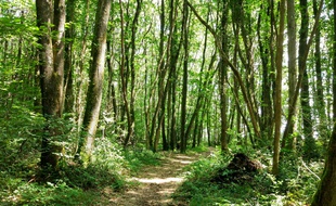 La start-up EcoTree est aujourd'hui propriétaire de 500 hectares de forêt.