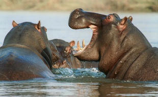 Des hippopotames (illustration).