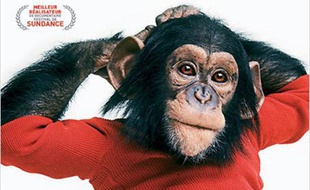 L'affiche du film "Le projet Nim".