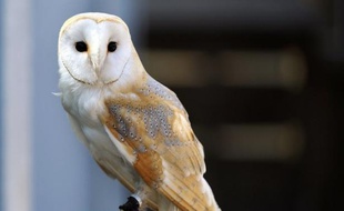 "La chouette effraie des clochers" (Tyto alba), rapace nocturne victime chaque année de collisions fatales avec des automobiles, fait l'objet d'une campagne nationale intitulée "roulez moins vite la nuit" lancée par la Ligue de protection des oiseaux LPO.