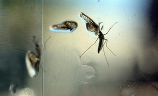 Le moustique Aedes, photographié dans un laboratoire du ministère de la Santé salvadorien, à San Salvador, le 7 février 2016