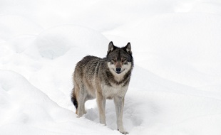 Illustration d'un loup gris.