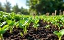 Semis malins d’août : ces légumes à planter pour un potager généreux jusqu’aux premières gelées