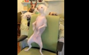 Nathan, le chien sans poils devenu une star du web.