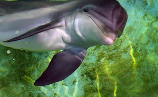 Une forte mortalité des grands dauphins le long de la côte Atlantique des Etats-Unis depuis juillet est probablement due à un virus proche de celui de la rougeole chez les humains, ont indiqué mardi les autorités américaines.