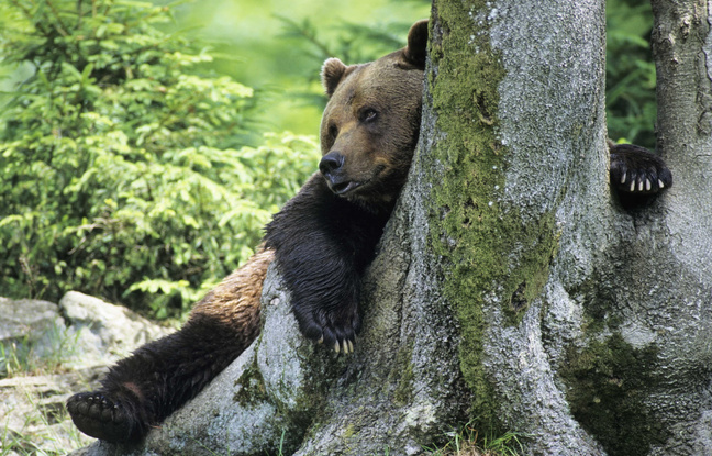 Pyrénées : Un ours traîne la patte, des associations veulent qu'il soit soigné