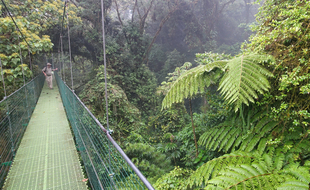 Dans la forêt de nuages de Monteverde, des passerelles accessibles à tous offrent des points de vue uniques sur la canopée.