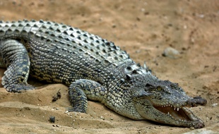 Illustration d'un crocodile.