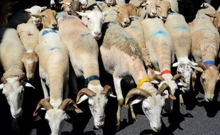 Chèvres, boucs et brebis le 28 juin 2014 lors d'une manifestation d'éleveurs à Foix contre les attaques de troupeaux par les loups, les ours et les vautours dans les Pyrénées
