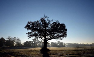 Plus un arbre est vieux, plus il capture du dioxyde de carbone dans l'atmosphère pour continuer à croître, selon une étude publiée mercredi et portant sur l'impact des forêts sur le réchauffement climatique.