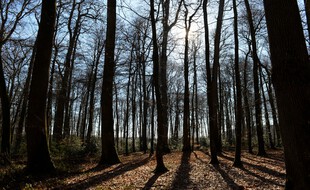 La forêt de Bercé, dans la Sarthe