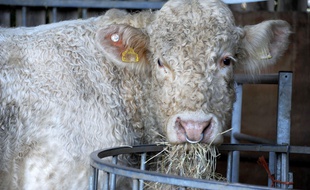 Benjy, le taureau supposé gay, dans son sanctuaire animalier de Norfolk, le 14 décembre 2014.