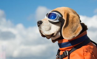Un Beagle prend le soleil dans le panier d'un vélo.