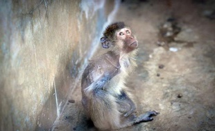 Des dizaines de milliers de singes, dont une partie illégalement capturés dans la nature, sont détenus dans des conditions épouvantables dans des fermes du Laos pour le compte de laboratoires étrangers, affirme une organisation britannique.