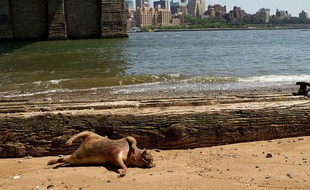 Carcasse d'un animal non-identifié retrouvée à New York le 22 juillet 2012.